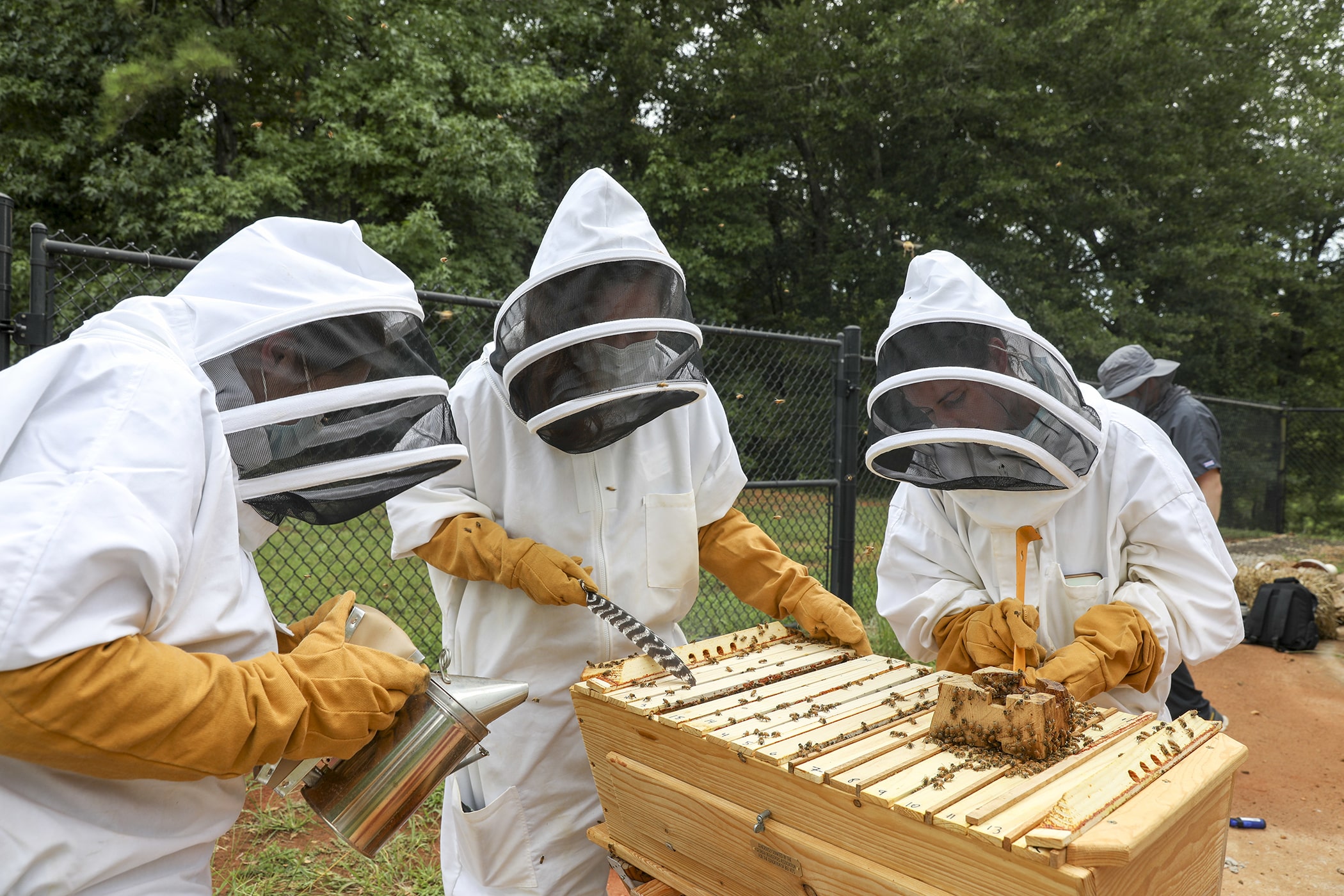 Protecting Pollinating Honeybees from Deadly Diseases