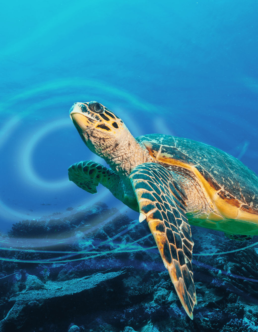 Going to Great Depths to Better Understand Our Oceans