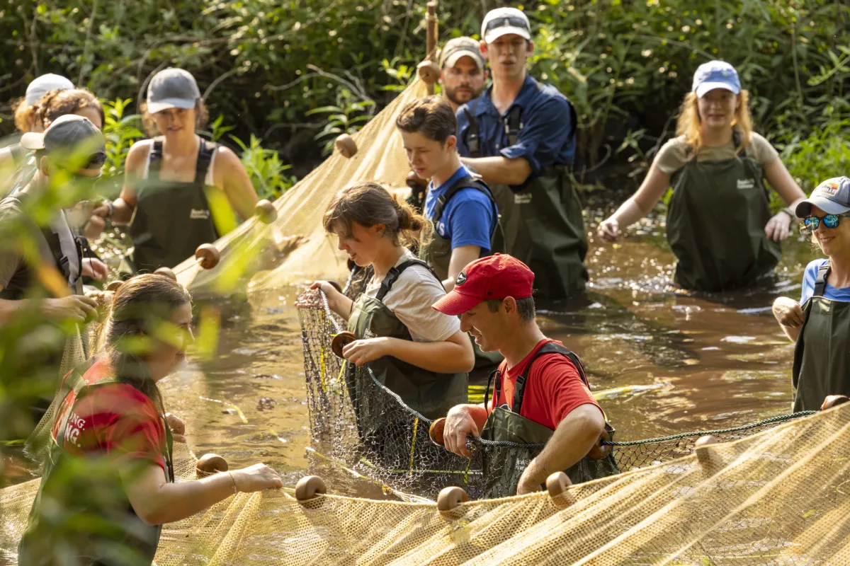 A professor in a red hat and several students wade through a creek and use a large net to catch specimens.