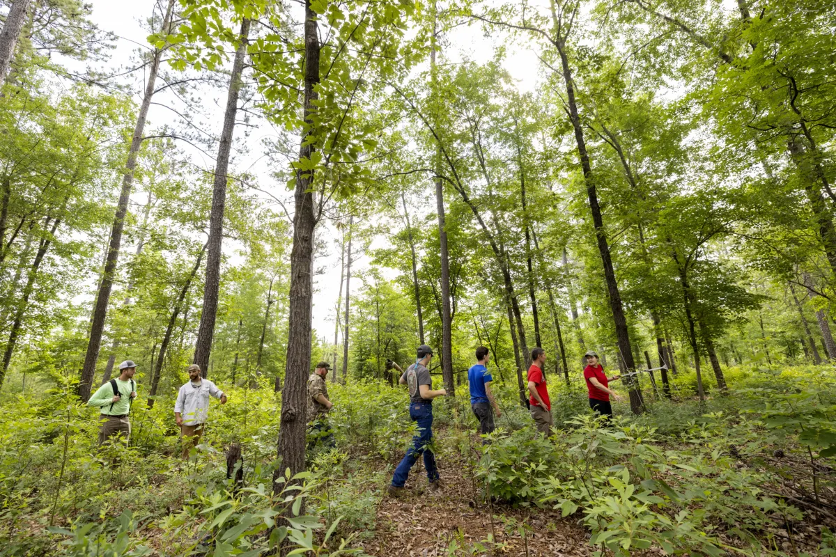 A line of college students walk through a forest filled with very tall trees.