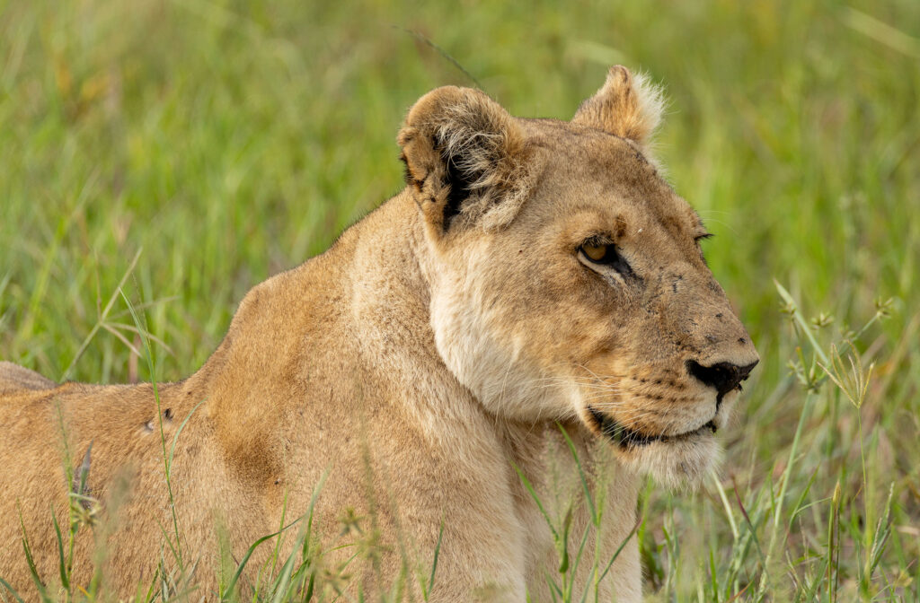 Close up of a lioness sitting in tall grass