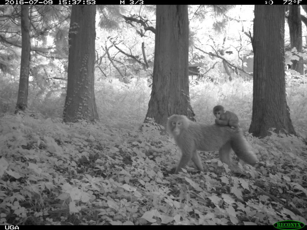 A mother and baby Macaque monkey captured as they walk past a wildlife camera